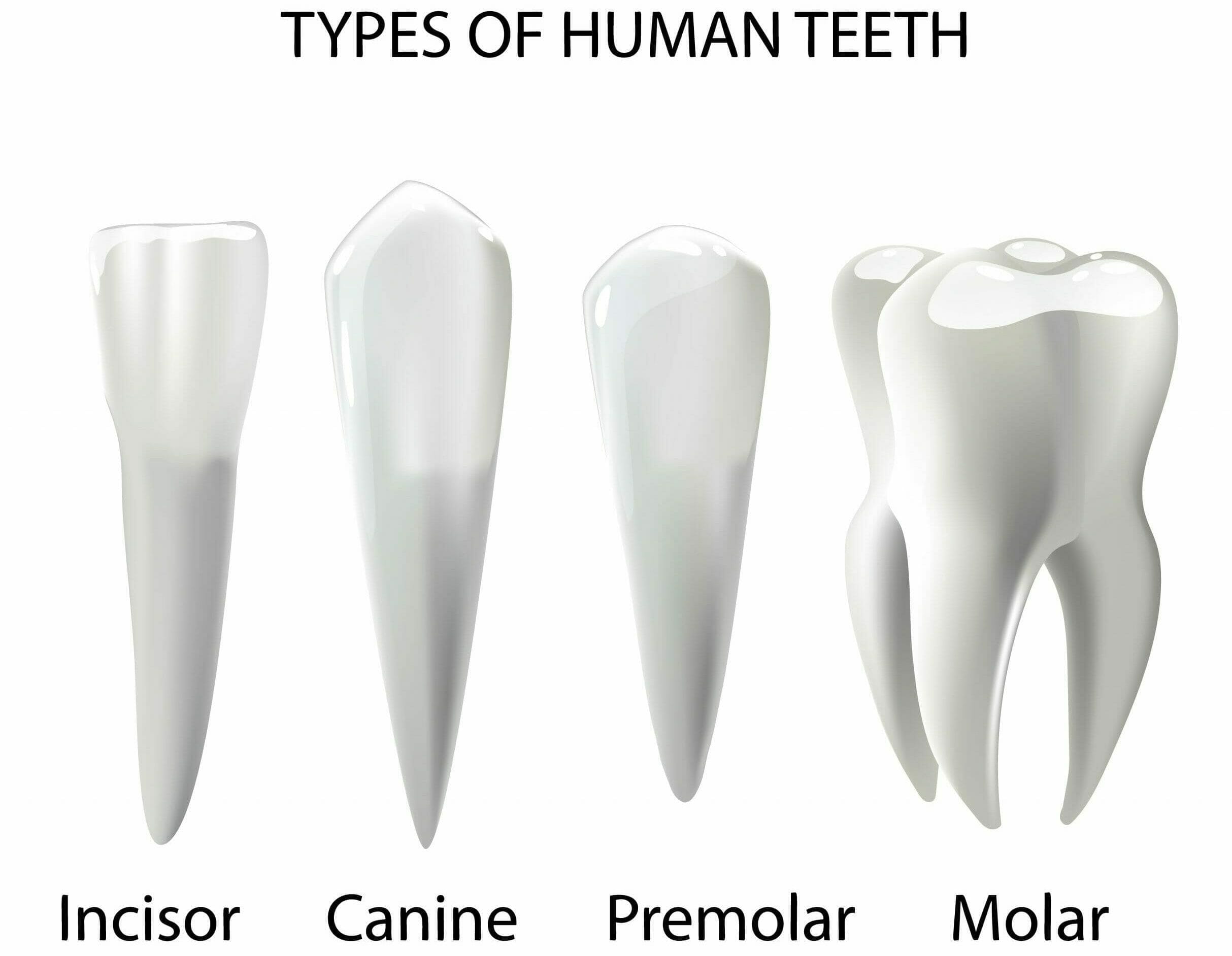What Is The Purpose Of Canine Teeth In Humans